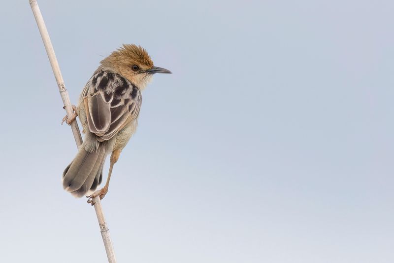 Chirping Cisticola - Moerasgraszanger - Cisticole ppiante