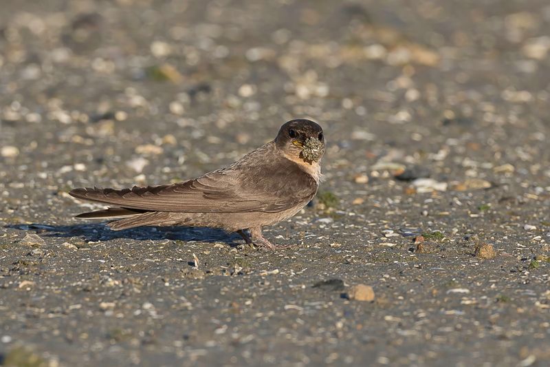 Large Rock Martin