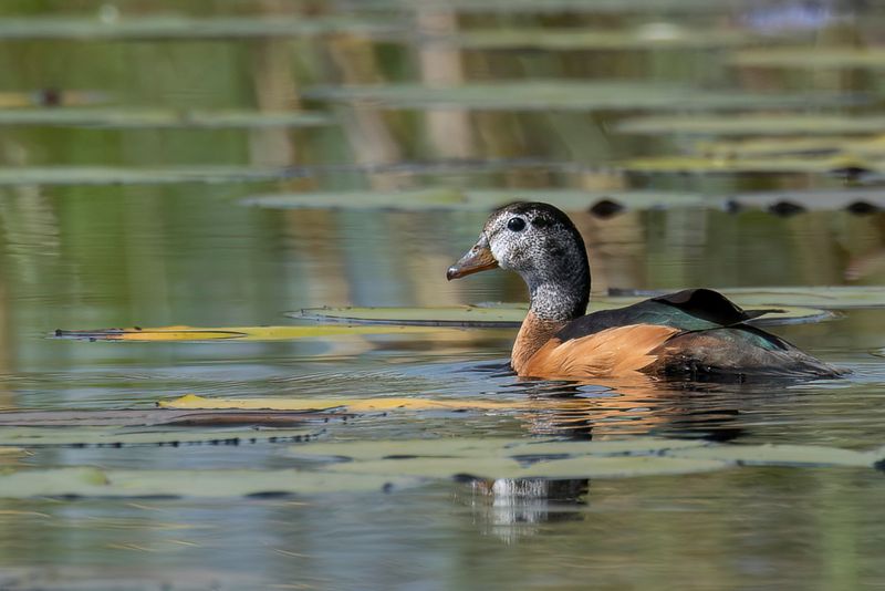 African Pygmy Goose - Afrikaanse Dwergeend - Anserelle naine (f)