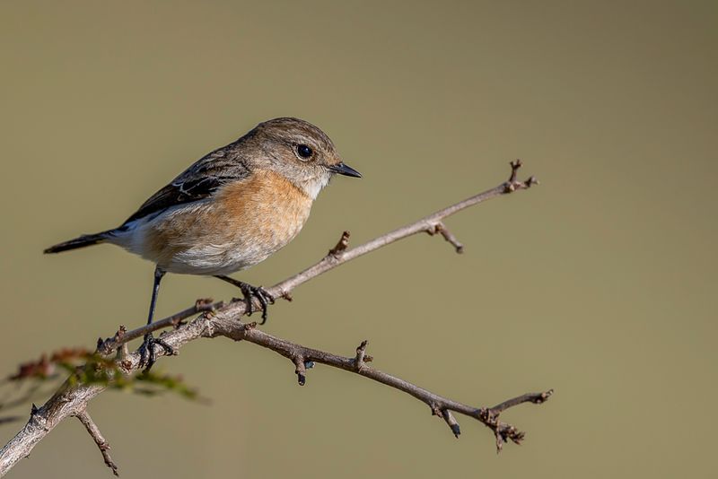Birds of South Africa East 2023