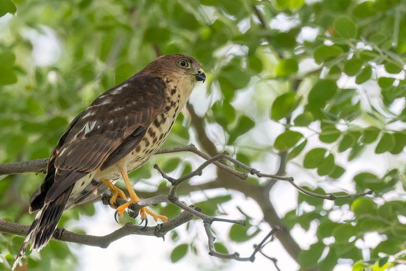 Little Sparrowhawk - Oost-Afrikaanse Dwergsperwer - pervier minule (imm)