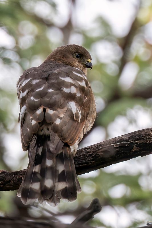 Little Sparrowhawk - Oost-Afrikaanse Dwergsperwer - pervier minule (imm)