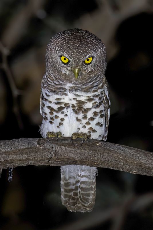 African Barred Owlet - Kaapse Dwerguil - Chevchette du Cap
