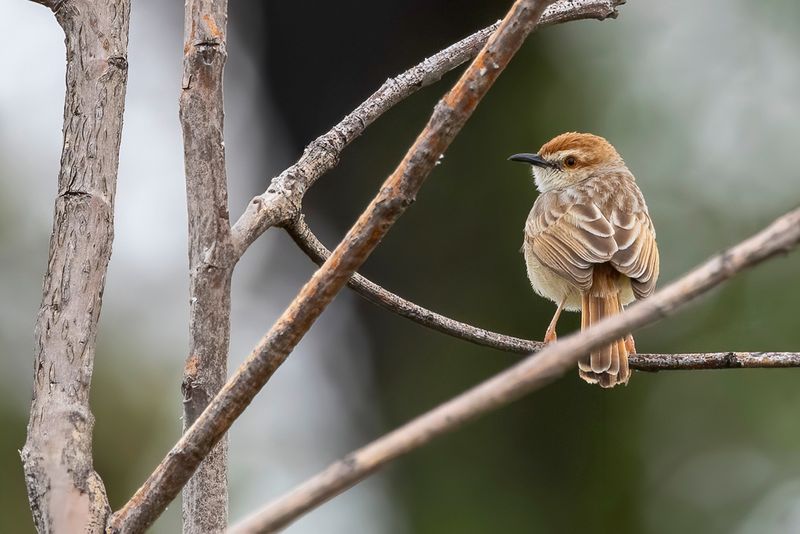 Tinkling Cisticola - Roodstaartgraszanger - Cisticole grise