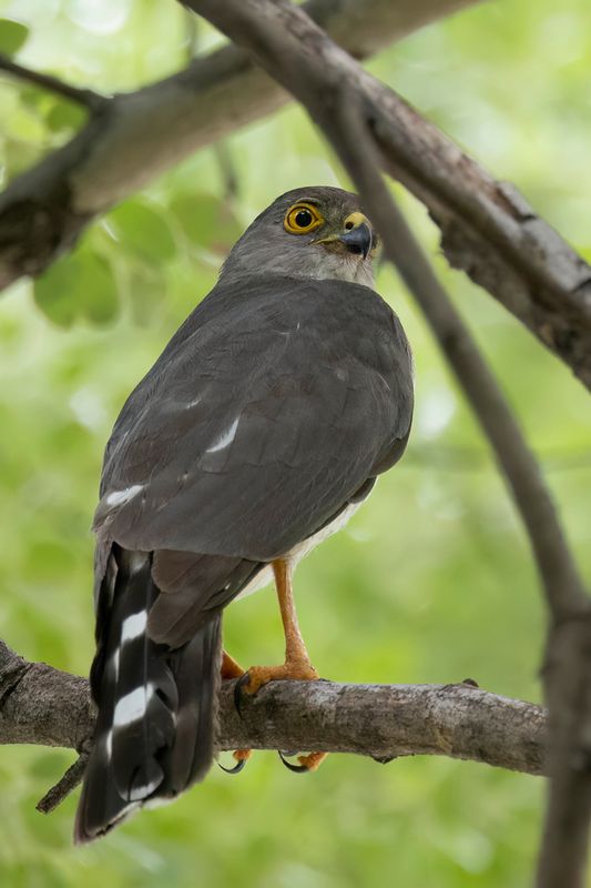 Little Sparrowhawk - Oost-Afrikaanse Dwergsperwer - pervier minule