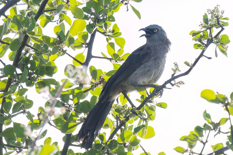 Black-faced Babbler - Zwartteugelbabbelaar - Cratrope masqu