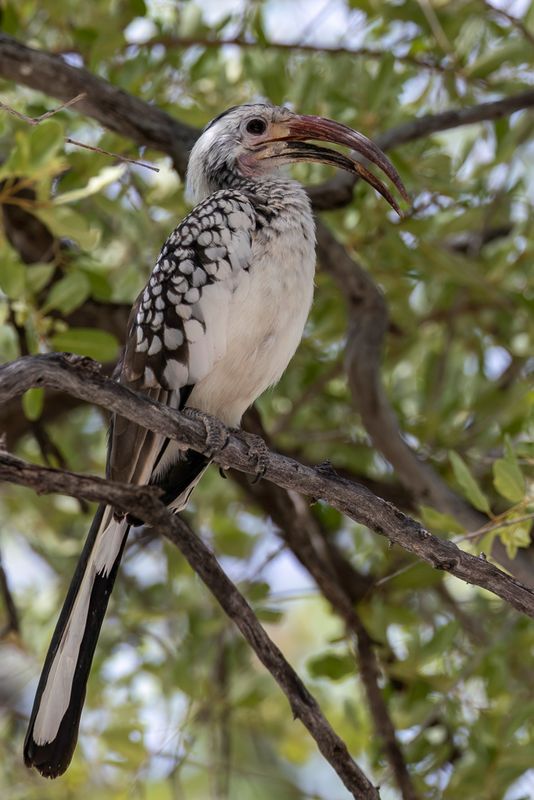 Damara Red-billed Hornbill - Damaratok - Calao de Damara