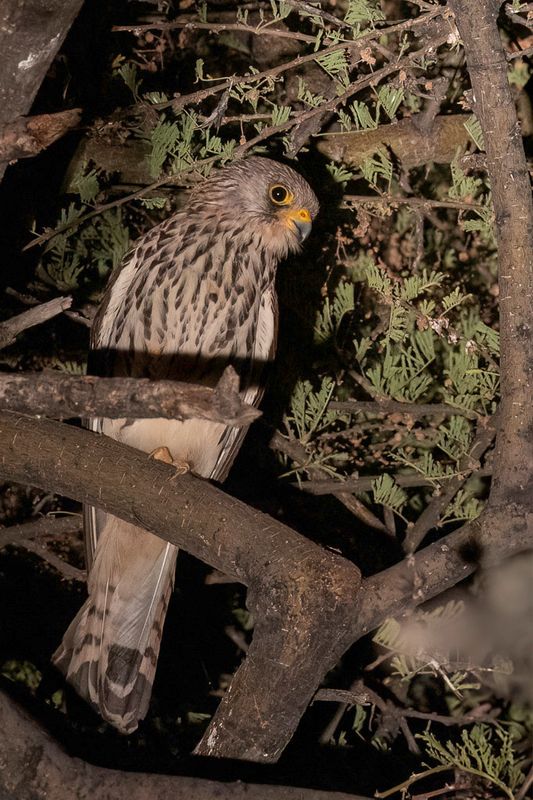 Lesser Kestrel - Kleine Torenvalk - Faucon crcerellette (f)
