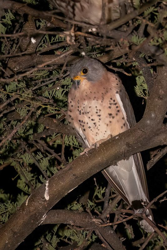 Lesser Kestrel - Kleine Torenvalk - Faucon crcerellette (m)