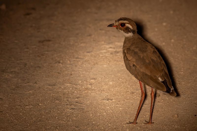 Bronze-winged Courser - Bronsvleugelrenvogel - Courvite  ailes bronzes