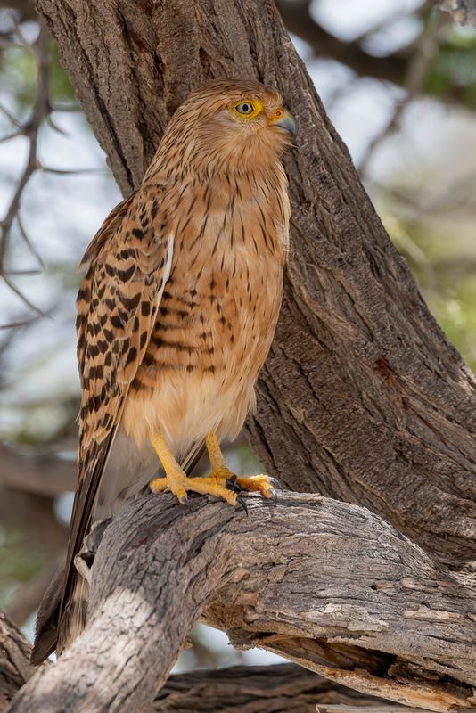 103 Falconidae - Falcons and Caracaras