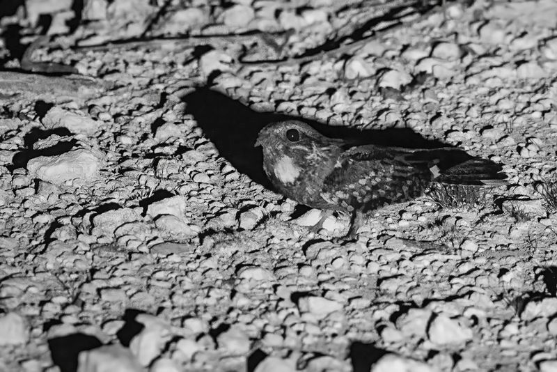 Rufous-cheeked Nightjar - Roodwangnachtzwaluw - Engoulevent  joues rousses