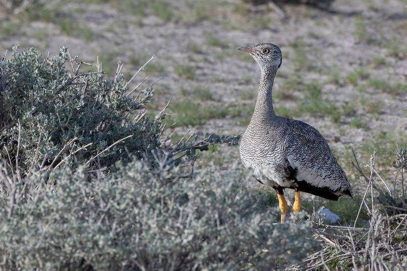 017 Otididae - Bustards
