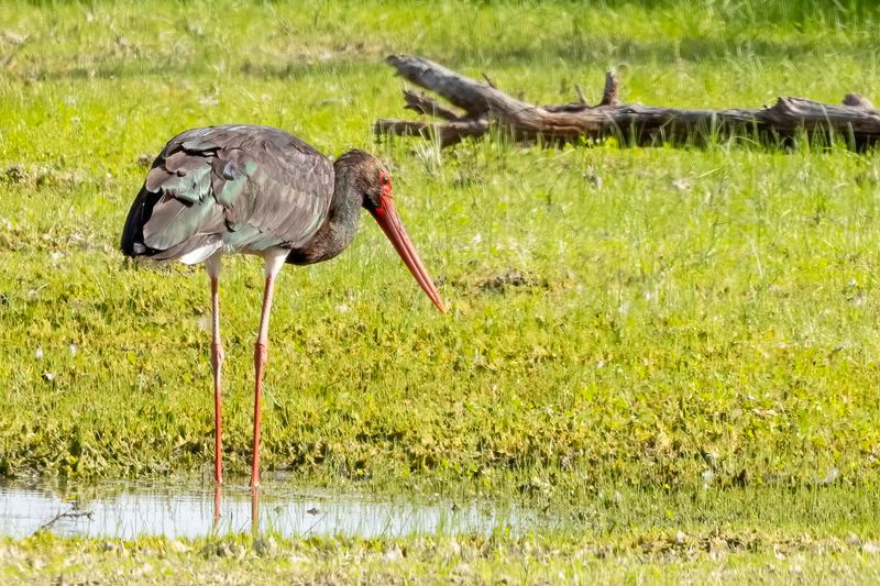 Black Stork - Zwarte Ooievaar - Cigogne noire