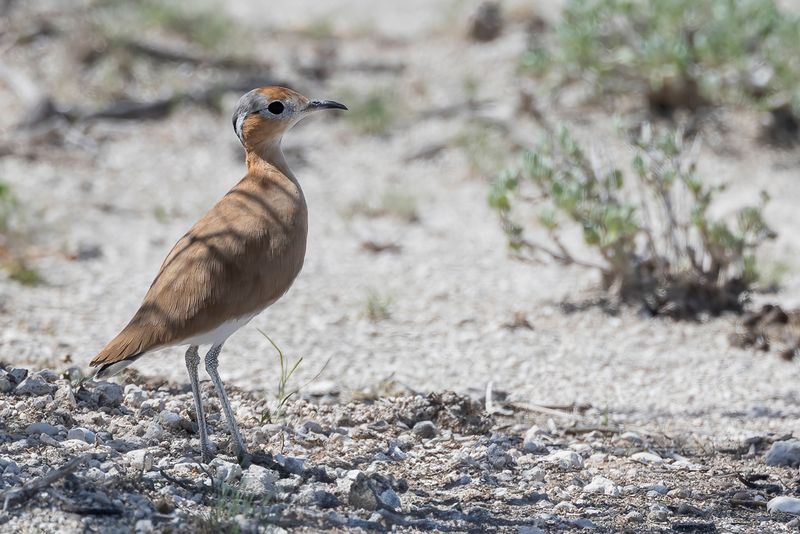 044 Glareolidae - Coursers and Pratincoles