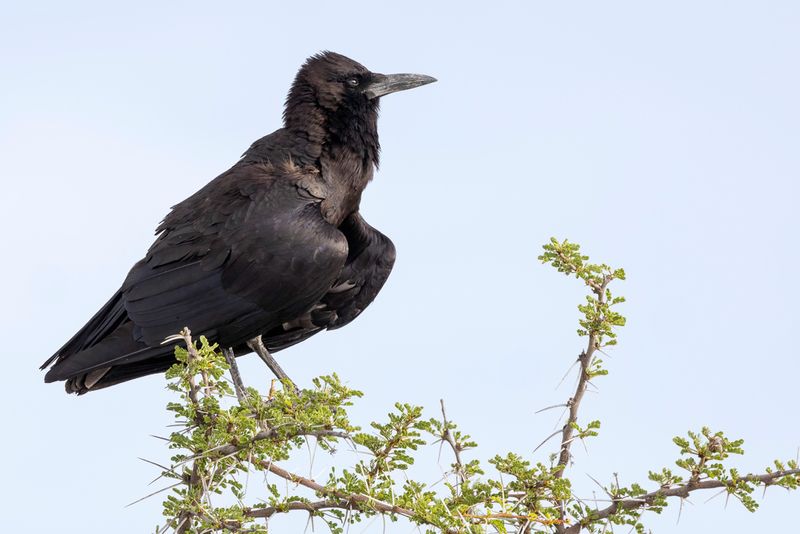 Cape Crow - Kaapse Roek - Corneille du Cap