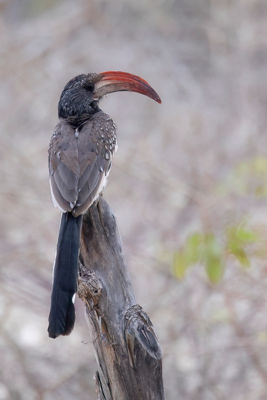 Monteiro's Hornbill - Monteiro's Tok - Calao de Monteiro