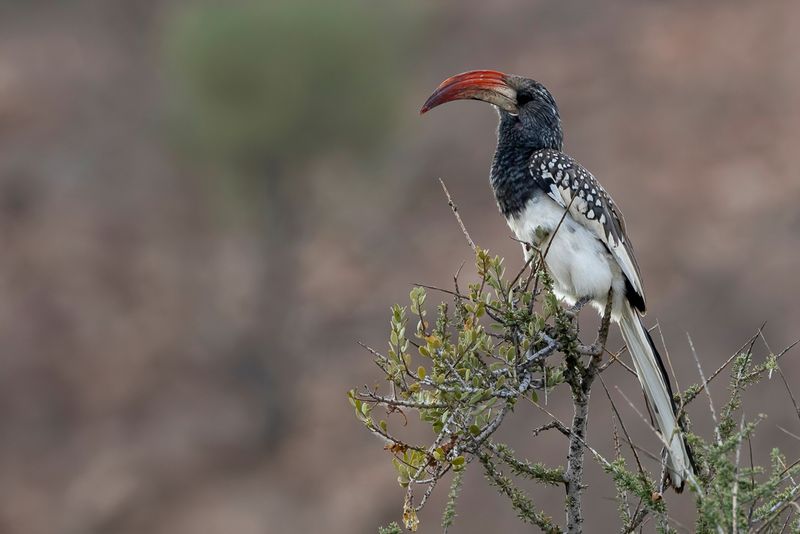 Monteiro's Hornbill - Monteiro's Tok - Calao de Monteiro