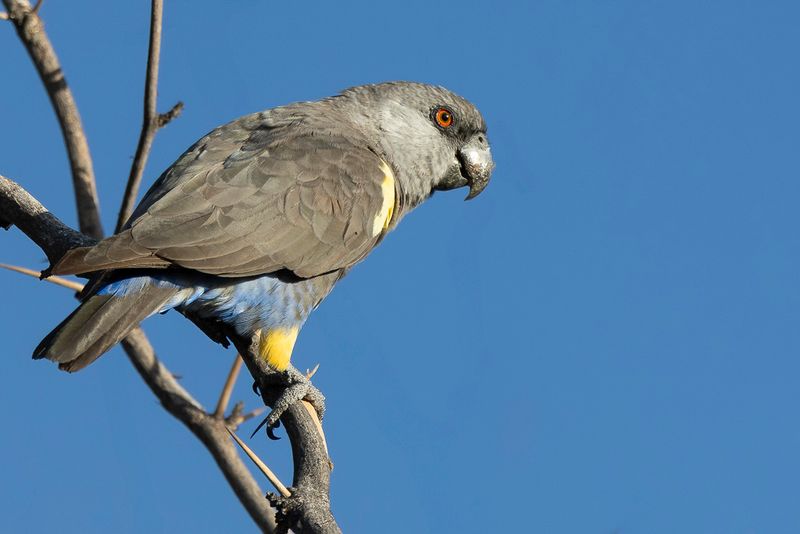 Rppell's Parrot - Rppells Papegaai - Perroquet de Rppell