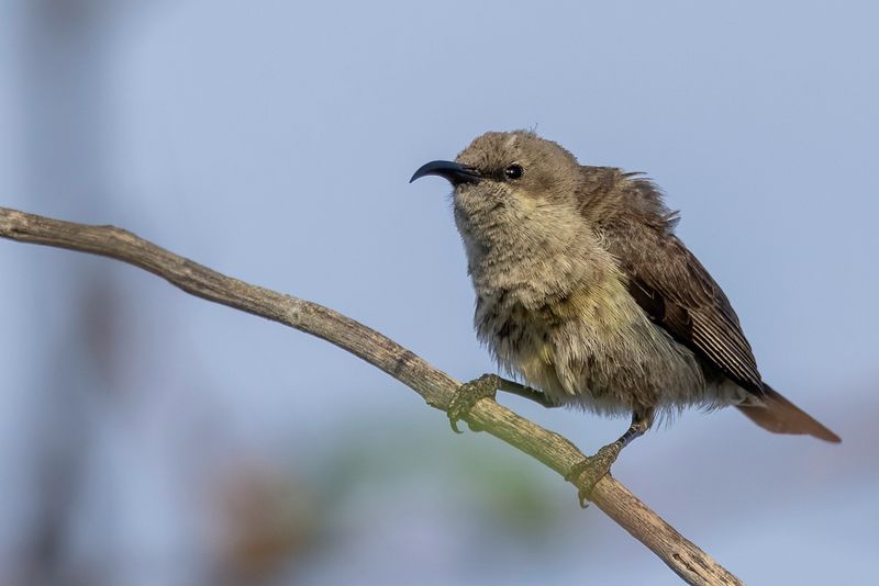 Marico Sunbird - Maricohoningzuiger - Souimanga de Mariqua (f)
