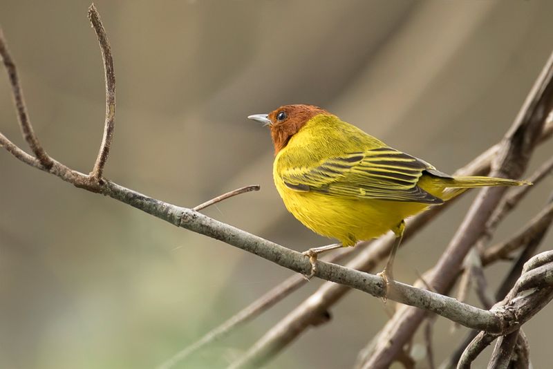 249 Parulidae - New World Warblers
