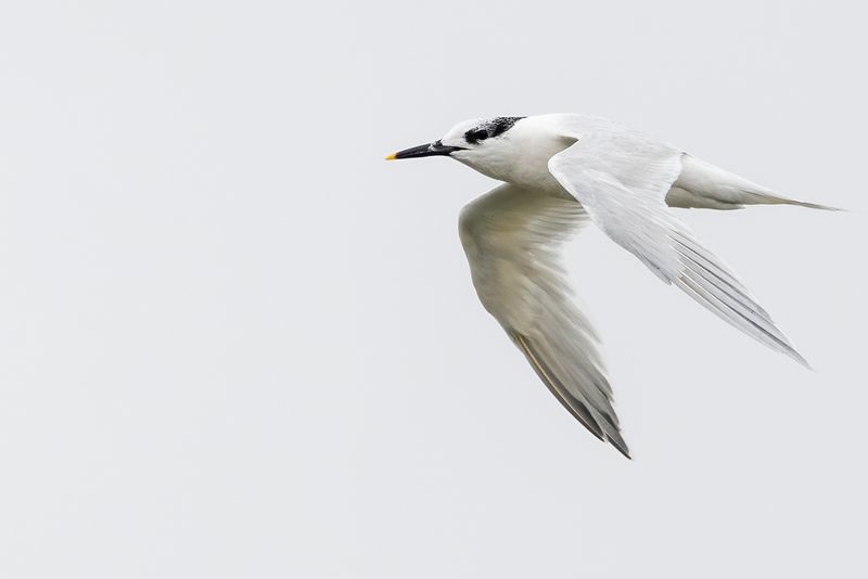 Sandwich Tern - Grote Stern - Sterne caugek