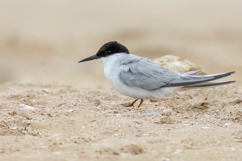 Damara Tern - Damarastern - Sterne des baleiniers (imm)