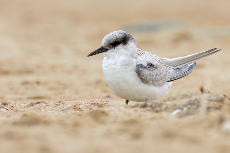 047 Laridae - Skimmers, Noddies, Terns, and Gulls