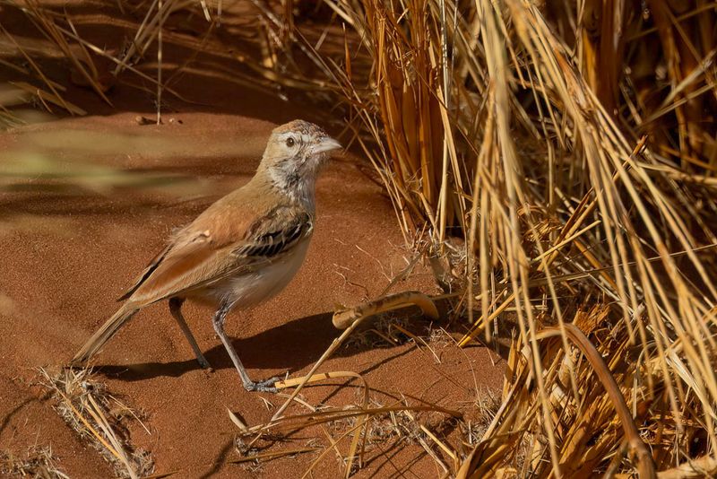 181 Alaudidae - Larks