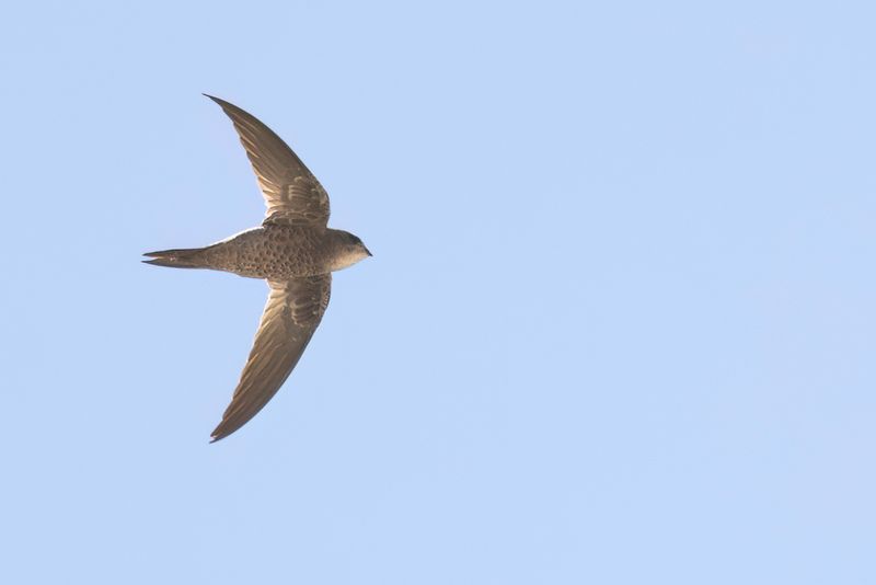 Bradfield's Swift - Damaragierzwaluw - Martinet de Bradfield