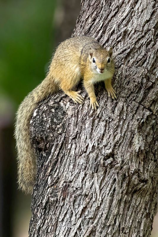 Smith's bush squirrel