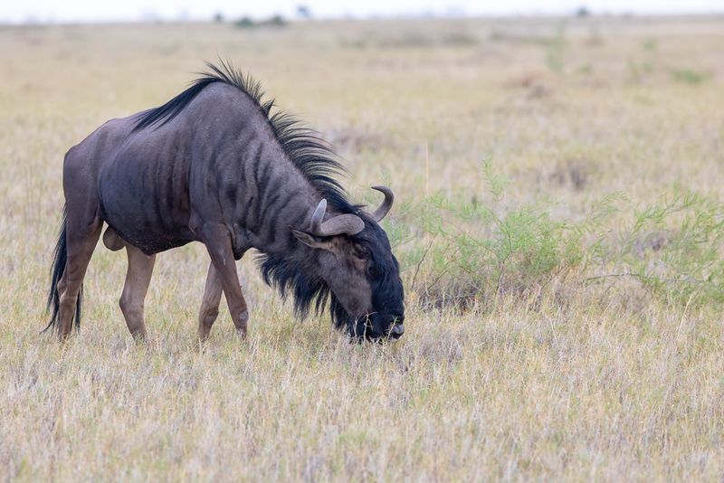 Blue wildebeest