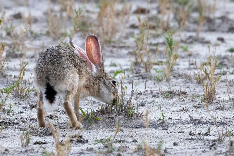Cape hare