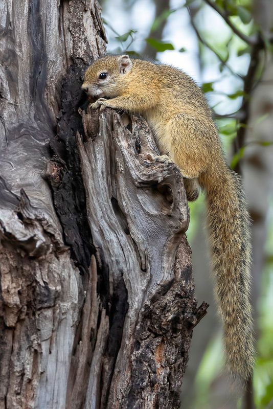 Smith's bush squirrel