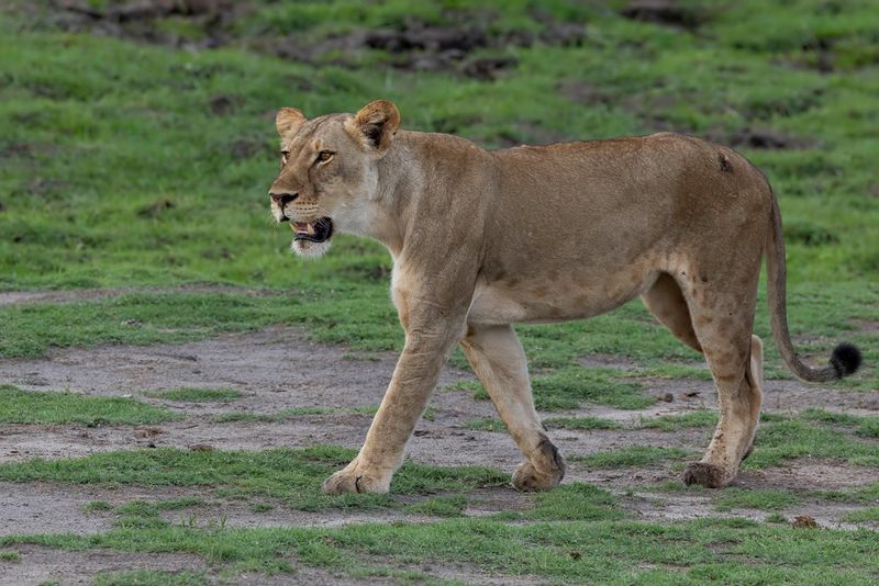  Lion (f)