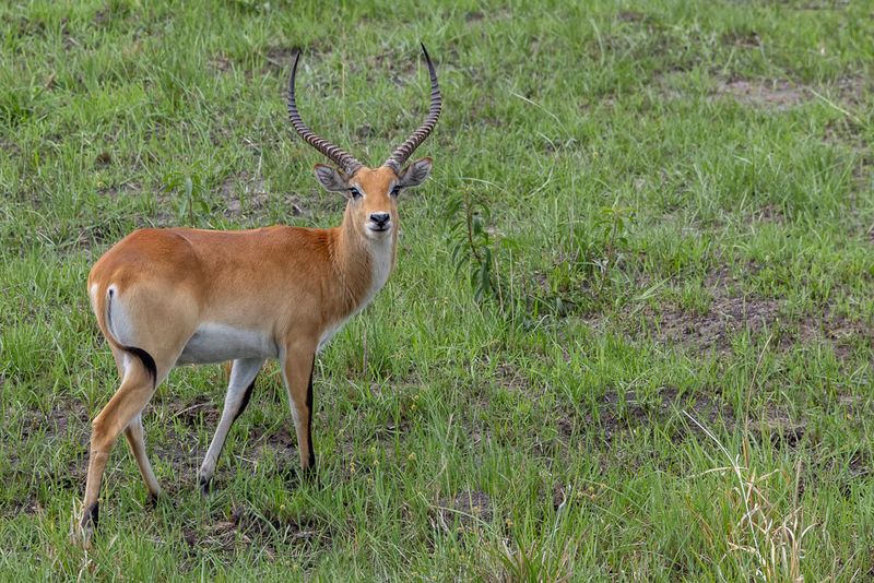 Lechwe (m)