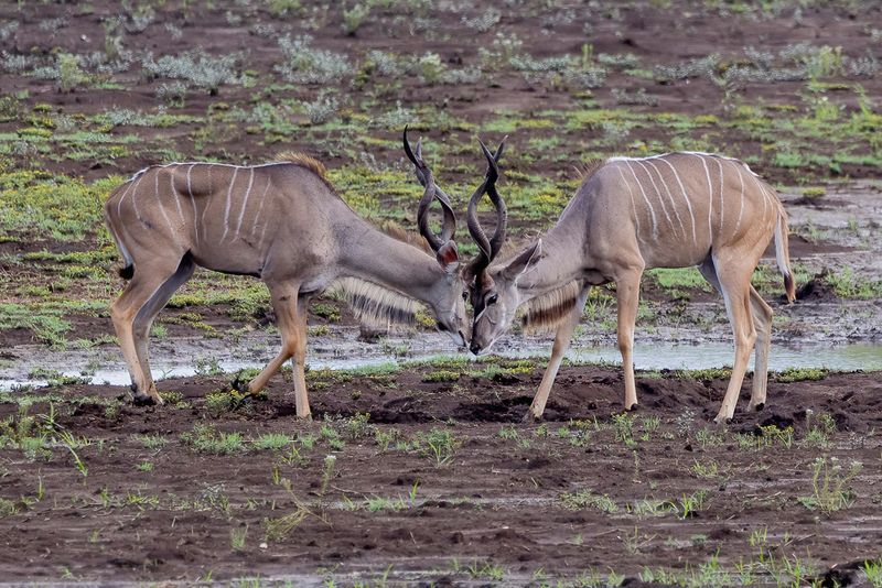 Greater kudu (m)