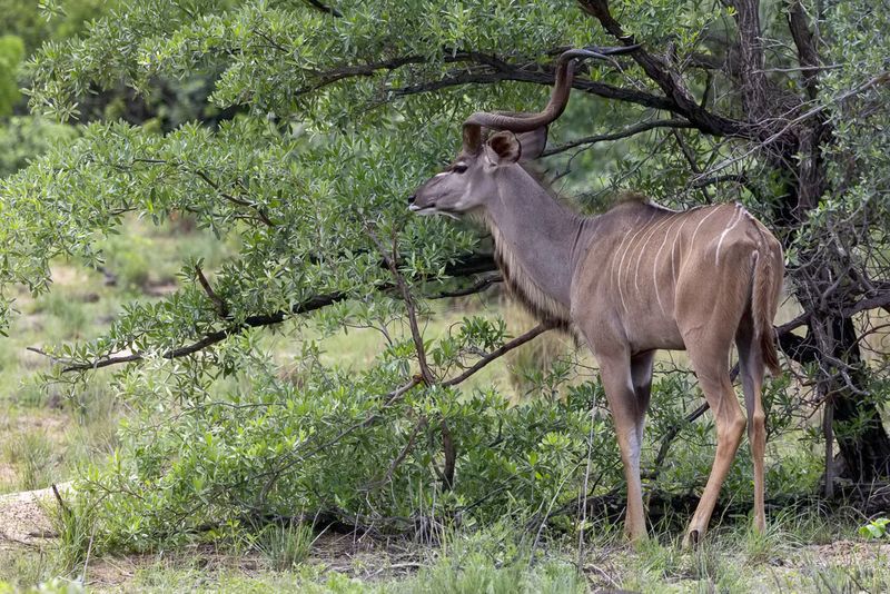 Greater kudu (m)