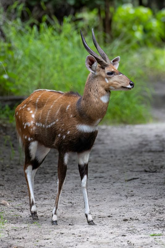 Cape bushbuck (m)