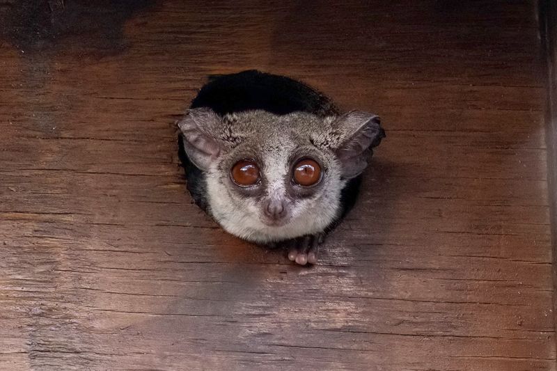 Mohol bushbaby