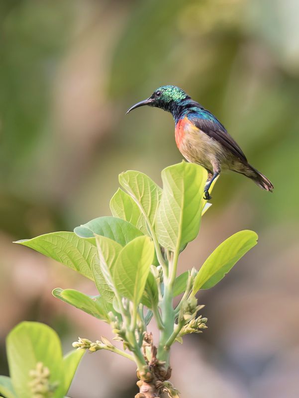 Birds of Sierra Leone 2019