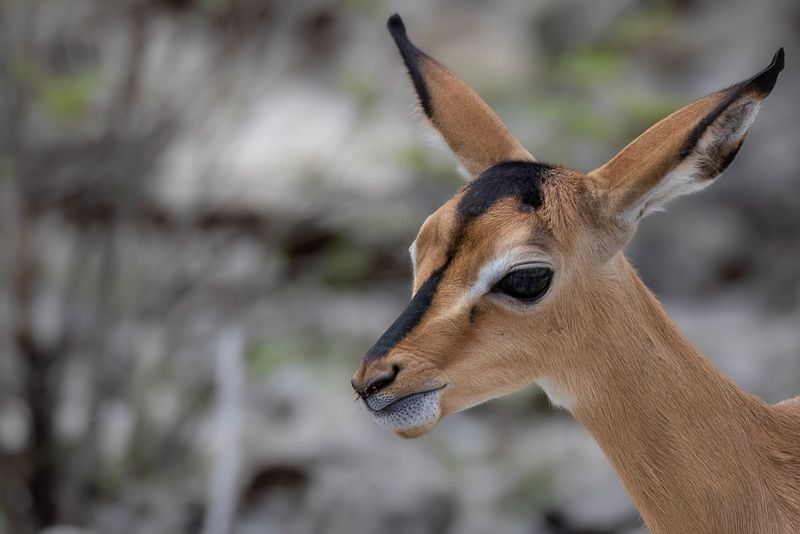 (Black-faced) Impala