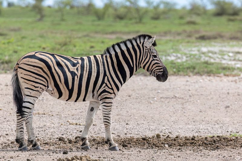 Plains zebra