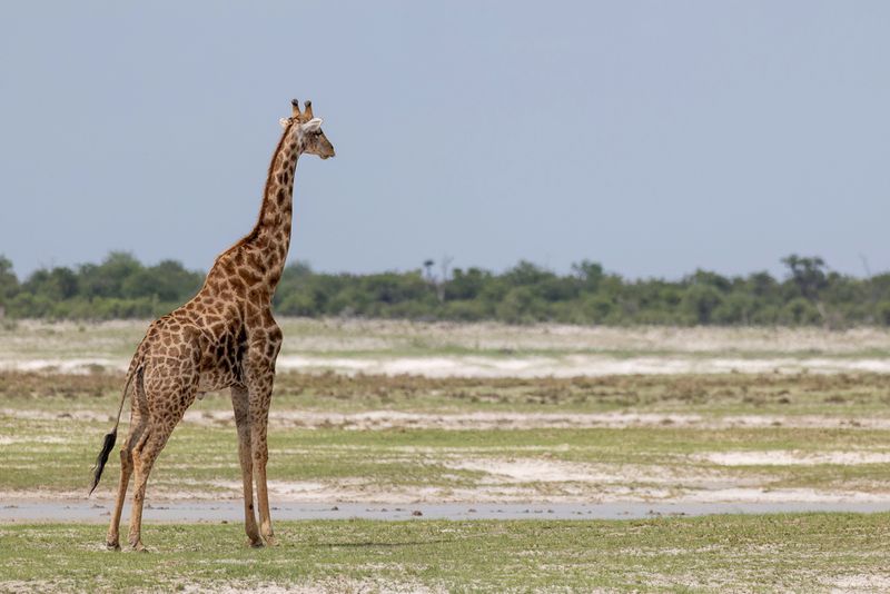 Southern giraffe