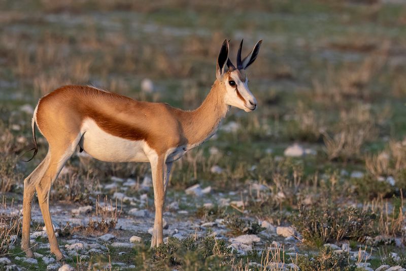Springbok