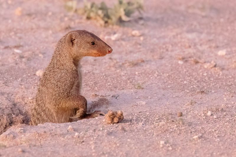 Banded mongoose