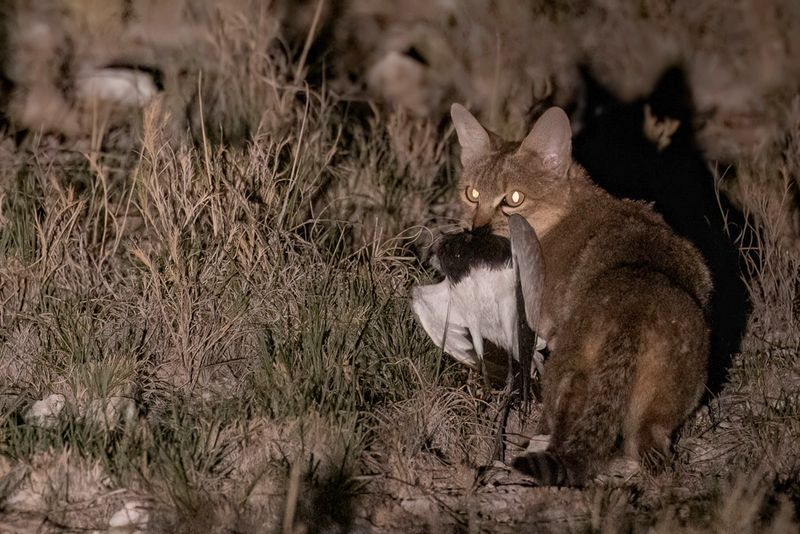 African wildcat
