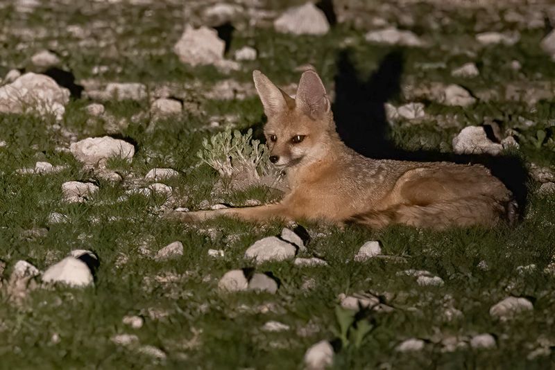 Cape fox