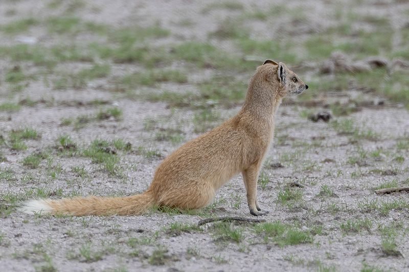 Yellow mongoose