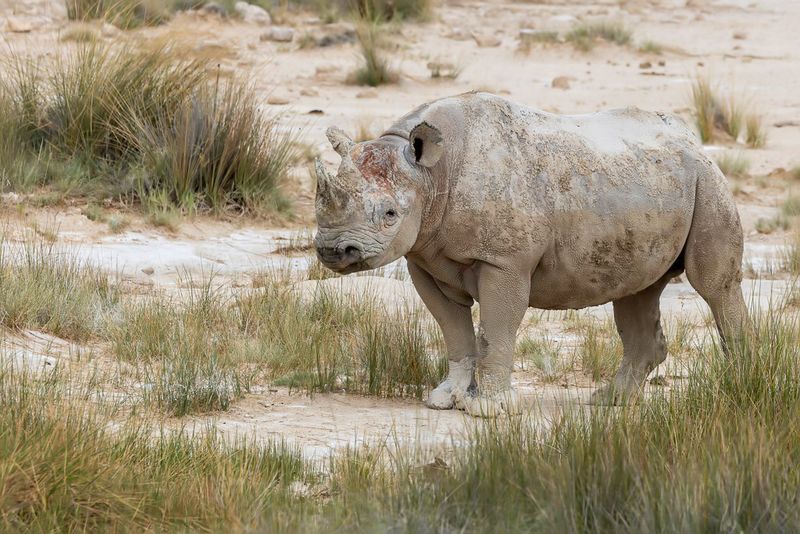 Black rhinoceros